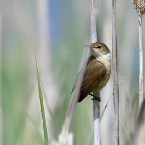 Eurasian Reed-warbler