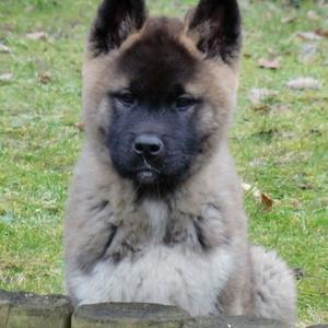 American Akita