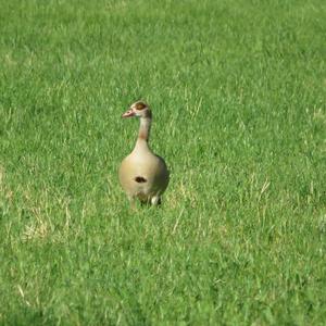 Egyptian Goose