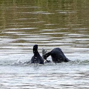 Common Coot