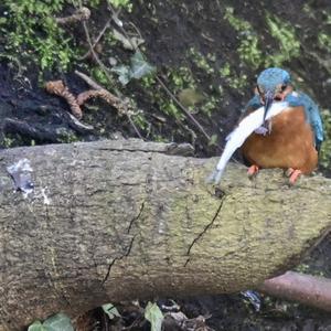 Common Kingfisher