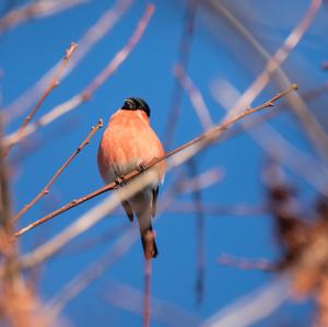 Eurasian Bullfinch