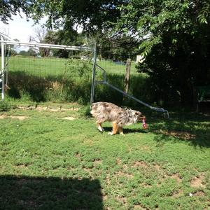 Australian Shepherd