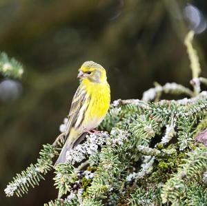 Eurasian Siskin