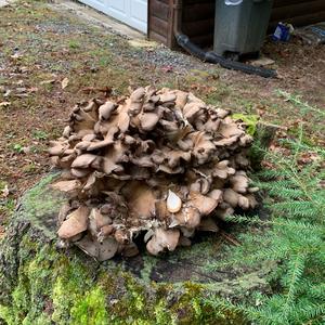 Hen-of-the-Woods