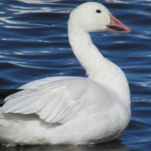 Snow Goose