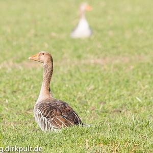 Greylag Goose