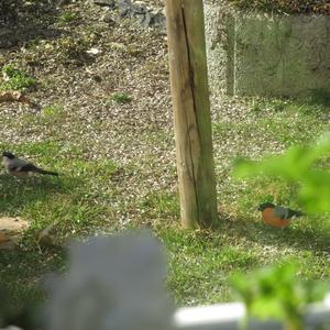 Eurasian Bullfinch