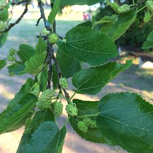 Mulberry (White)