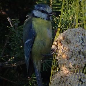 Blue Tit