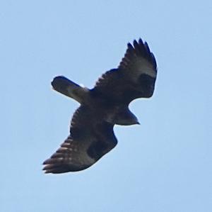 Common Buzzard