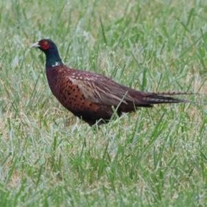 Common Pheasant