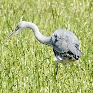 Grey Heron