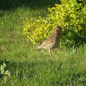 Song Thrush