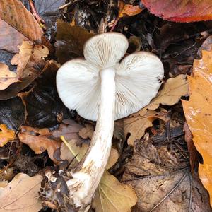 Fawn Mushroom