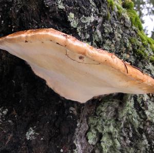 Red-belted Polypore