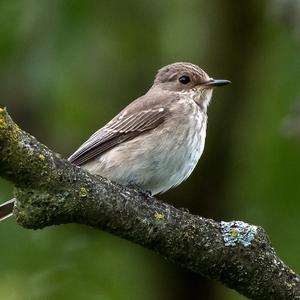 Spotted Flycatcher