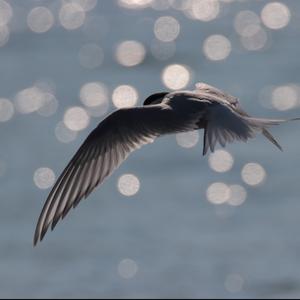 Arctic Tern