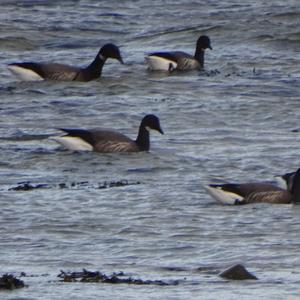 Brent Goose