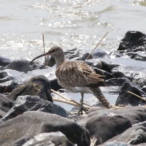 Eurasian Curlew