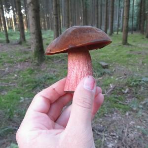 Dotted-stem Bolete