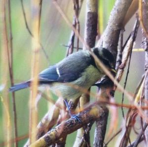 Blue Tit