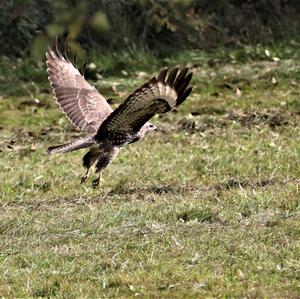 Mäusebussard