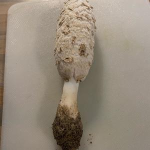 Shaggy Mane