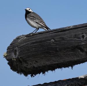 White Wagtail