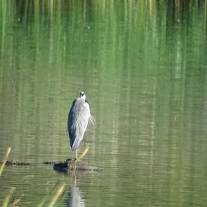 Grey Heron