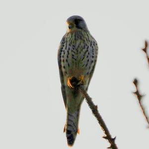 Common Kestrel