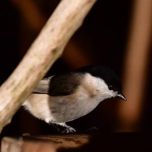 Marsh Tit