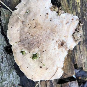 Gill Polypore