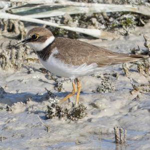 Little Ringed Plover