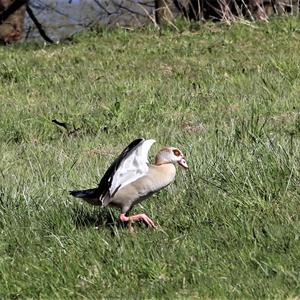 Egyptian Goose