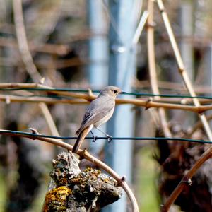 Black Redstart