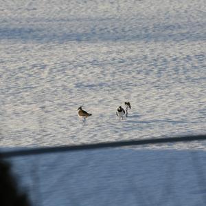 Northern Lapwing