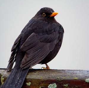 Eurasian Blackbird