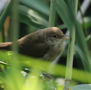 Eurasian Reed-warbler