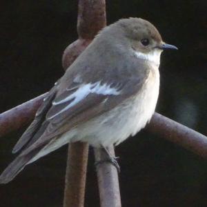 European Pied Flycatcher