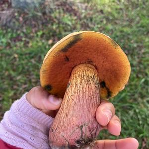 Lurid Bolete