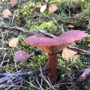 Unknown Species