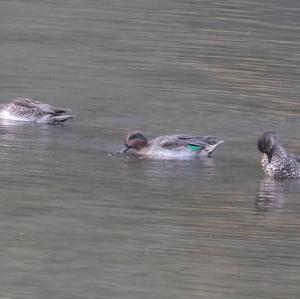 Common Teal