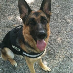 German Shepherd