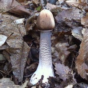 Parasol Mushroom