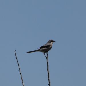 Great Grey Shrike