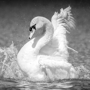 Mute Swan