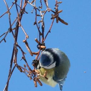 Blue Tit