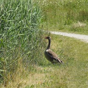 Greylag Goose