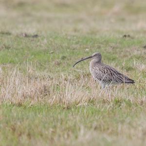 Eurasian Curlew